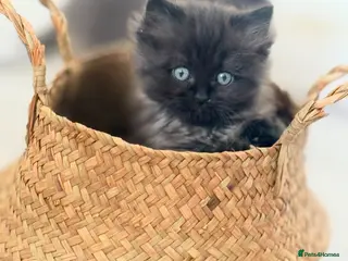 Mixed Breed cats Mixed Ragdoll & British long hair - Advert 8