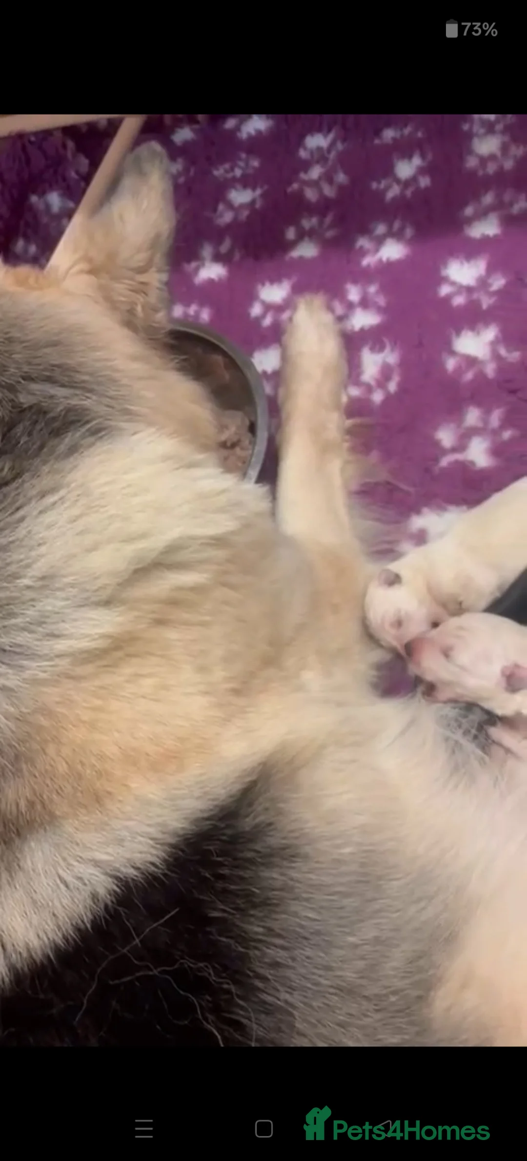 German Shepherd dogs for sale: Long coated GSD pups  - Advert 3