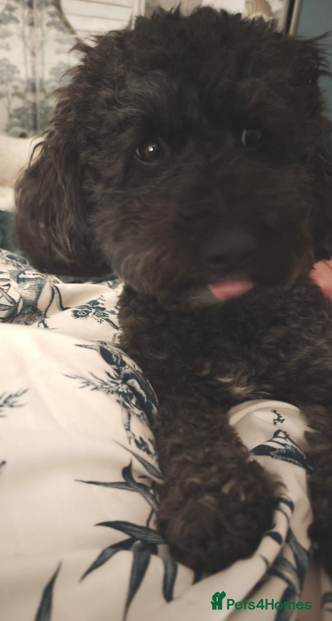 Cavapoo dogs for sale: Stunning tri coloured teddy bear Cavapoos x 6  - Advert 2