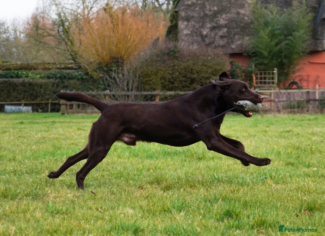 Labrador Retriever dogs for sale: 3 black dogs available  - Image 5