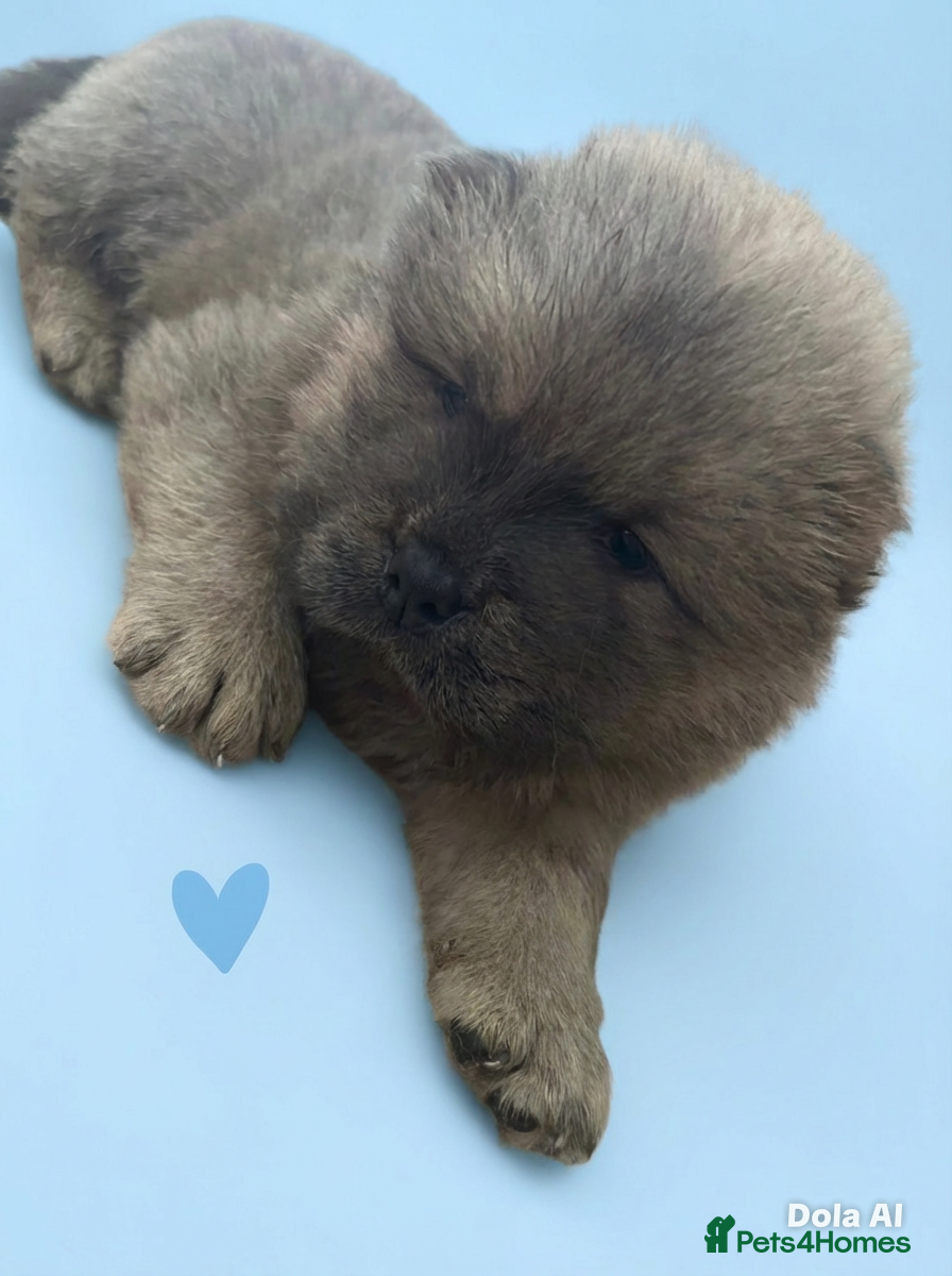 Chow Chow dogs 6 Stunning Chow Chow Puppies - Advert 2