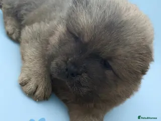 Chow Chow dogs 6 Stunning Chow Chow Puppies - Advert 2