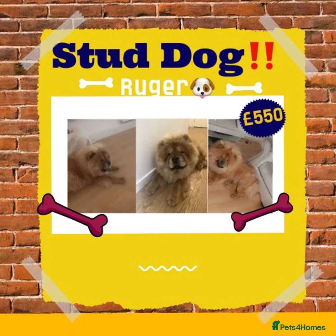 Chow Chow dogs for stud: Chow Chow STUD in Erith - Advert 1