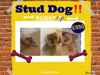 Chow Chow dogs Chow Chow STUD in Erith - Advert 6