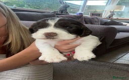 English Springer Spaniel dogs for sale: English springer spaniel - Image 5