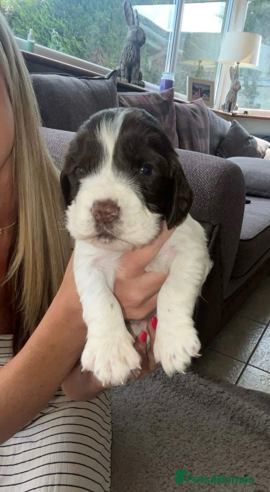 English Springer Spaniel dogs for sale: English springer spaniel - Image 5
