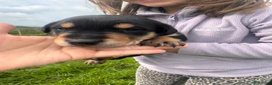 Huntaway Puppy 1