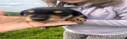 Huntaway dogs for sale: Beautiful huntaway puppies  in Carmarthen - Advert 8