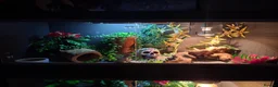 Dragon reptiles for sale: Tiny Ranking Dragon Looking For A New Home - Advert 5