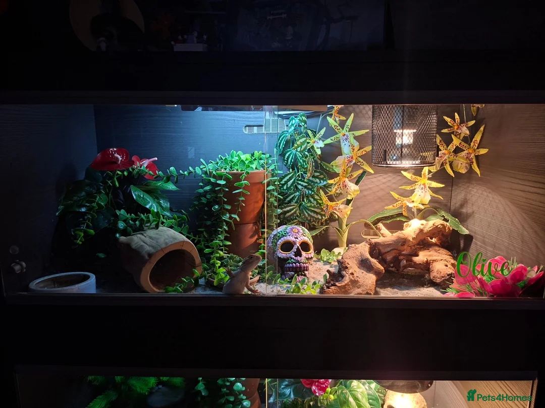 Dragon reptiles for sale: Tiny Ranking Dragon Looking For A New Home - Advert 5