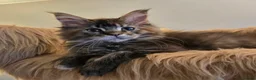 Maine Coon cats for sale: Stunning GCCF Maine Coon kittens - Advert 13