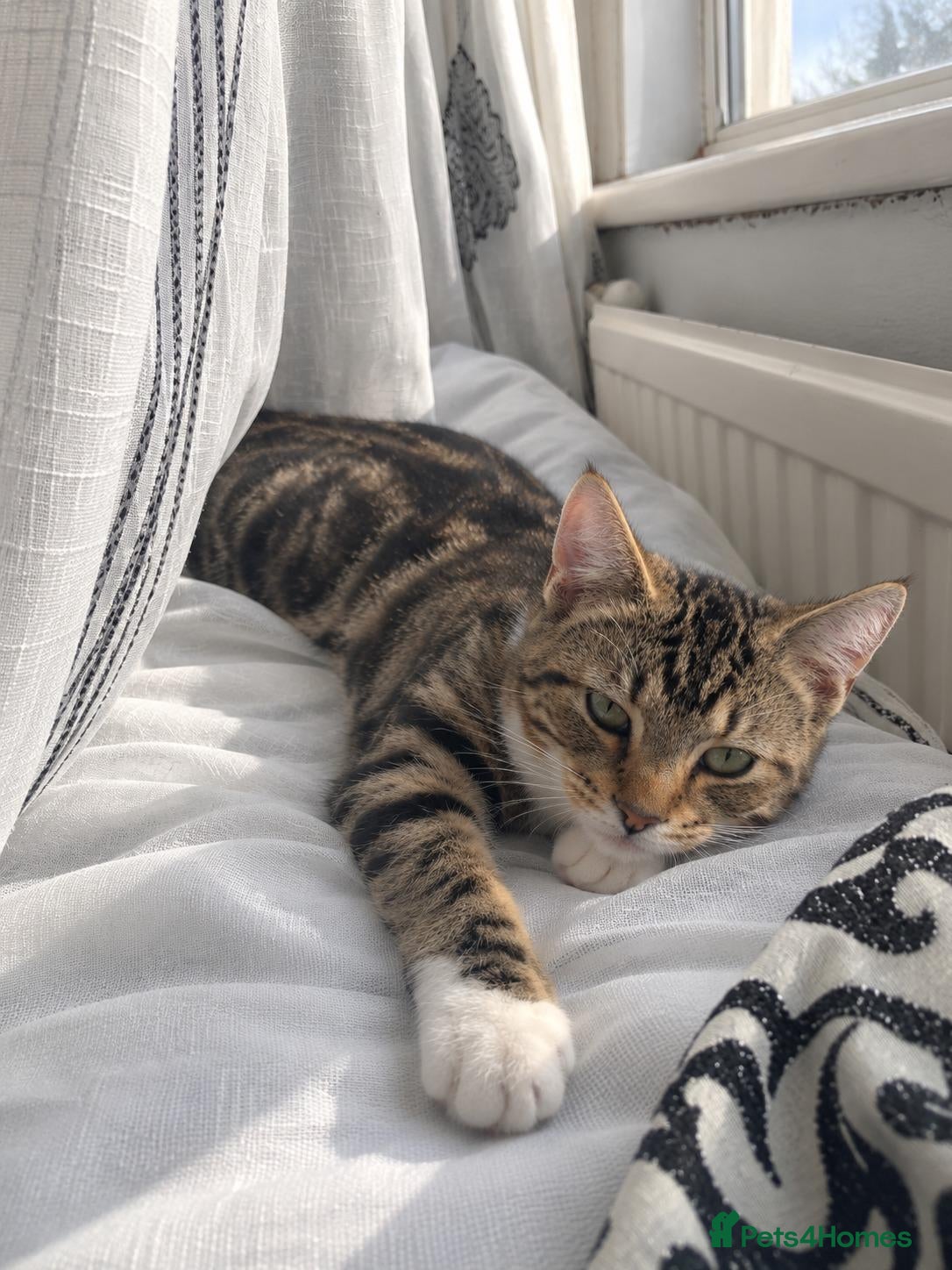 Siberian cats for sale: Stunning kittens ♥️ for someone special. Last one  - Advert 19