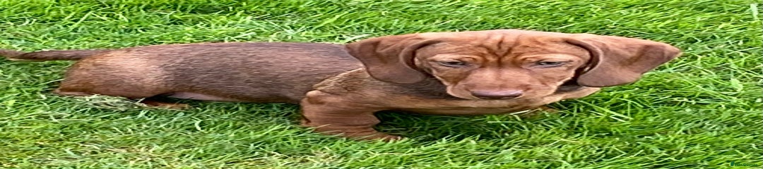 Dachshund Puppy 2 Red Boar Male