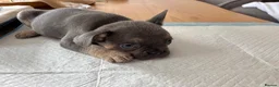 French Bulldog dogs for sale: French bull dog  - Advert 4