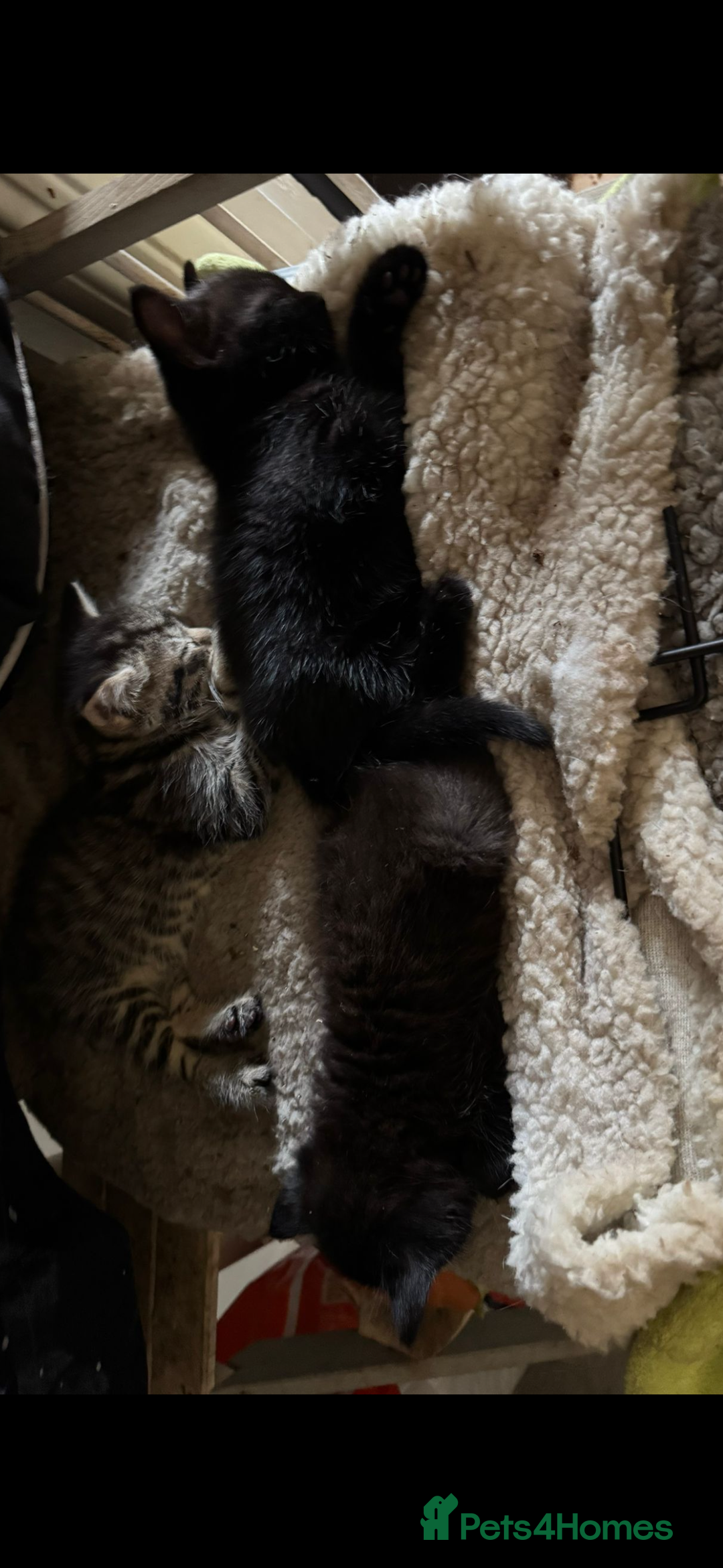 British Shorthair cats for sale: BLACK KITTENS  - Advert 2