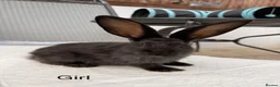 Continental Giant rabbits for sale: Continental giant x New Zealand  - Advert 9