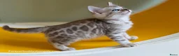 Bengal cats for sale: Rare Cashmere & Short Hair Bengals  - Advert 19