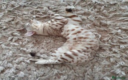Bengal cats for sale: Little Snow Leopard  - Image 3