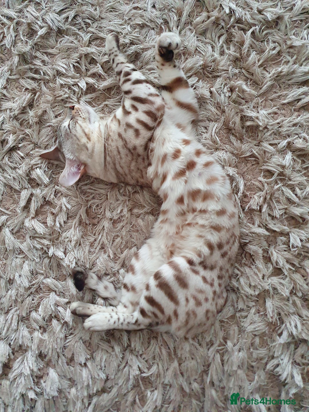 Bengal cats for sale: Little Snow Leopard  - Image 3