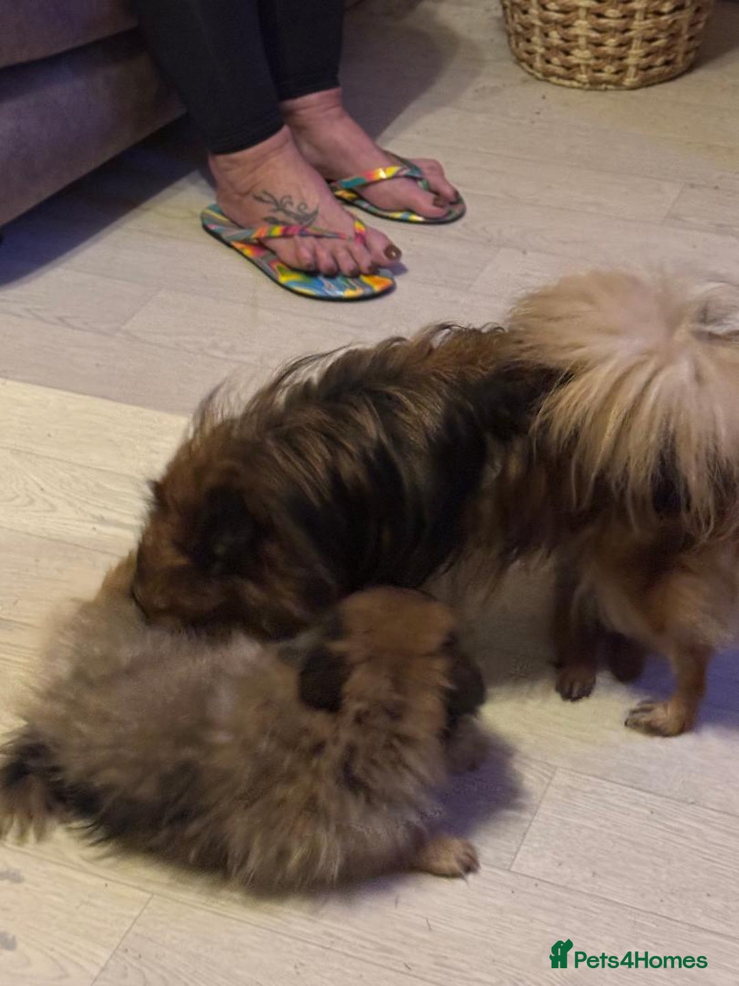 Pomeranian dogs for sale: 2 miniature adorable Pomeranian puppies for - Image 4