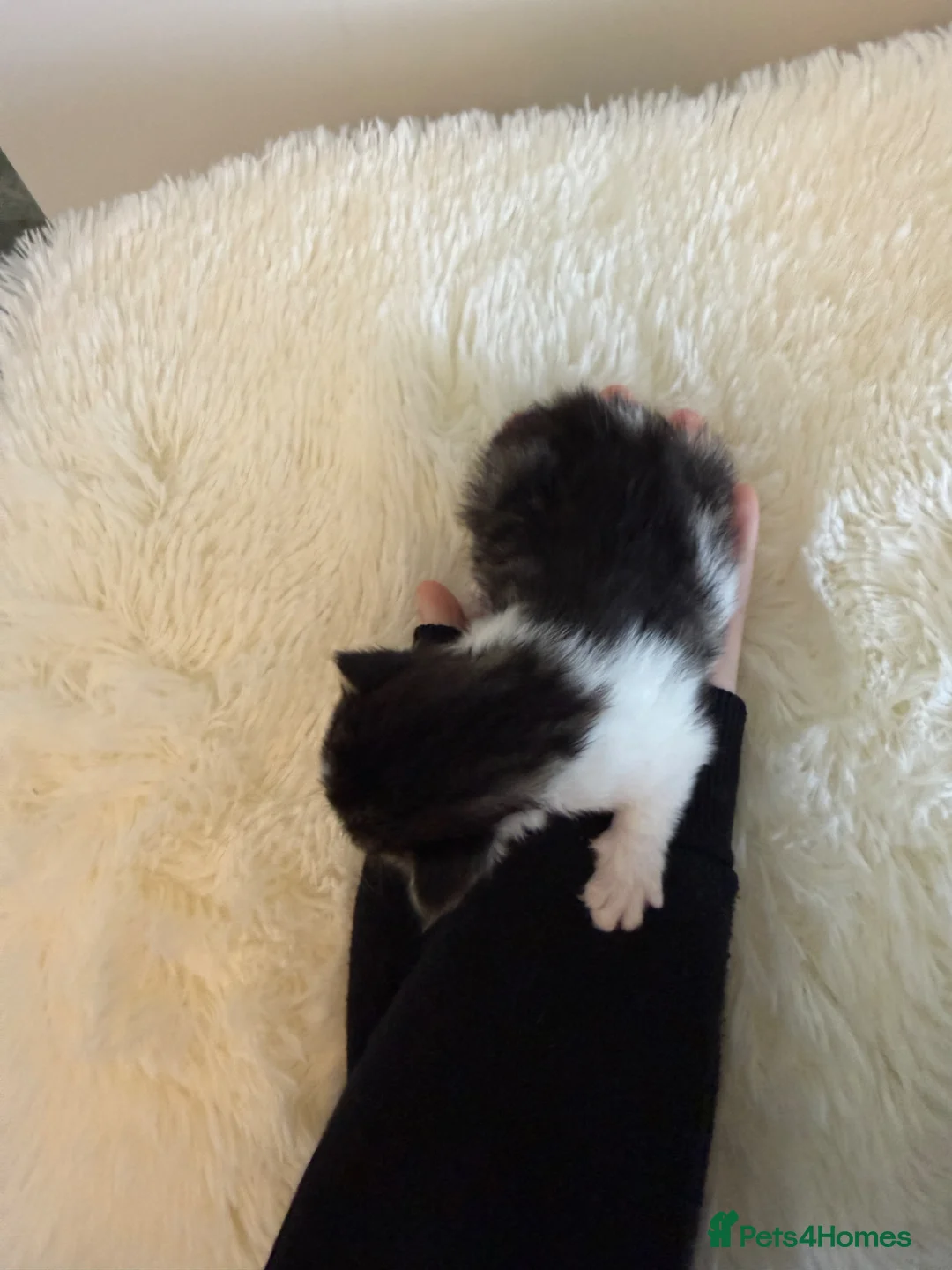 Mixed Breed cats for sale: Mixed fluffy maincoon kittens  - Advert 13