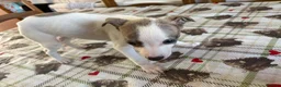 Whippet dogs for sale: Whippet puppies in Chesterfield - Advert 9
