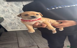 Mixed Breed dogs for sale: Chiweenie x Chugs  - Image 3