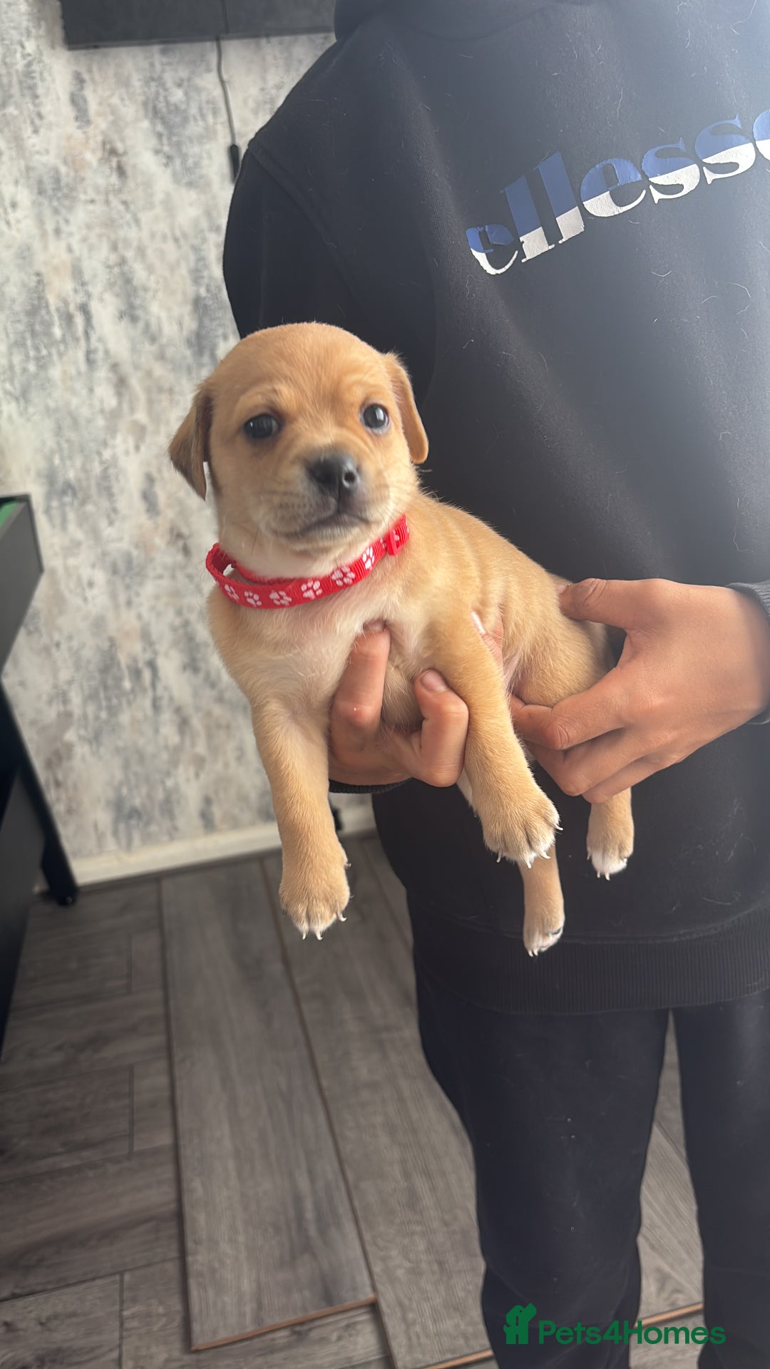 Mixed Breed dogs for sale: Chiweenie x Chugs  - Image 3