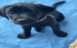 Labrador Retriever dogs for sale: Black Labradors looking for their forever homes - Image 9