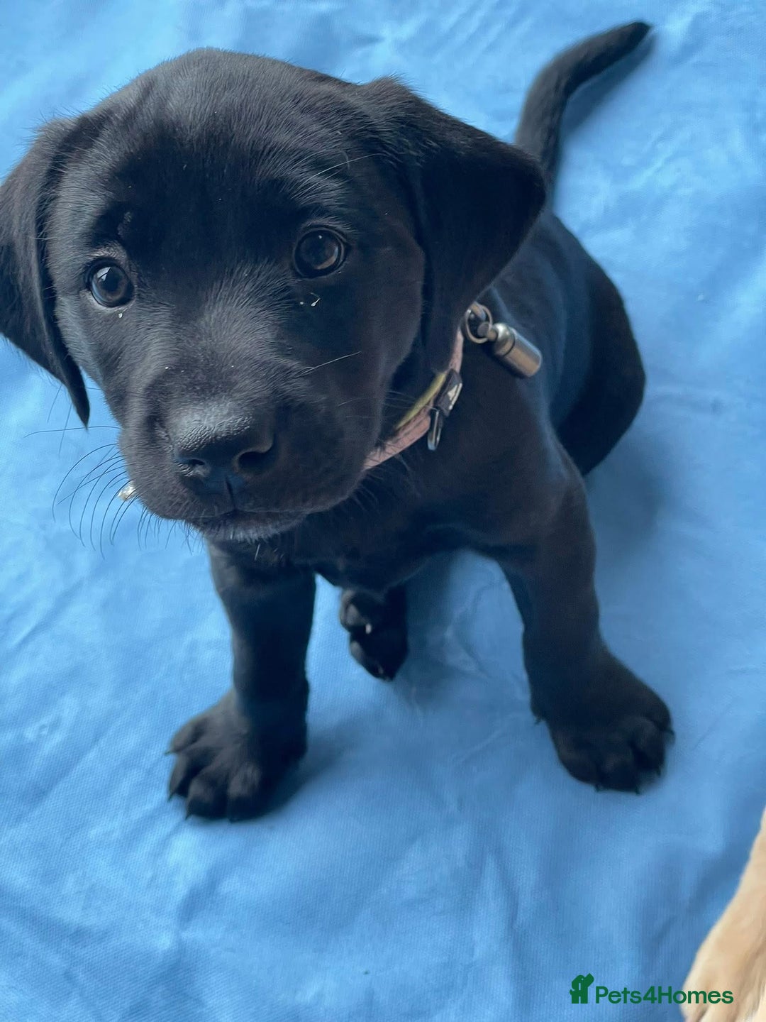 Labrador Retriever dogs for sale: Black Labradors looking for their forever homes - Image 9