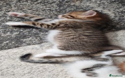 Mixed Breed cats for sale: Kittens for sale - Image 10