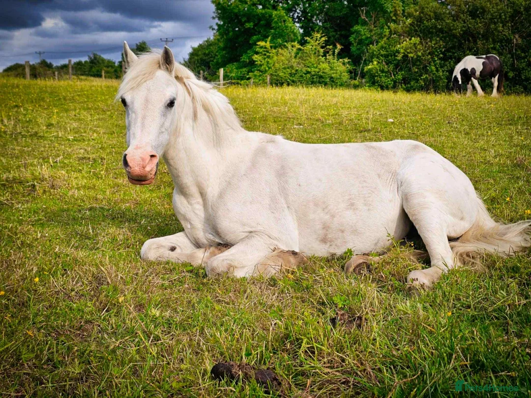 Welsh Section A horses for sale: Welsh section a mare in Hyde - Advert 1