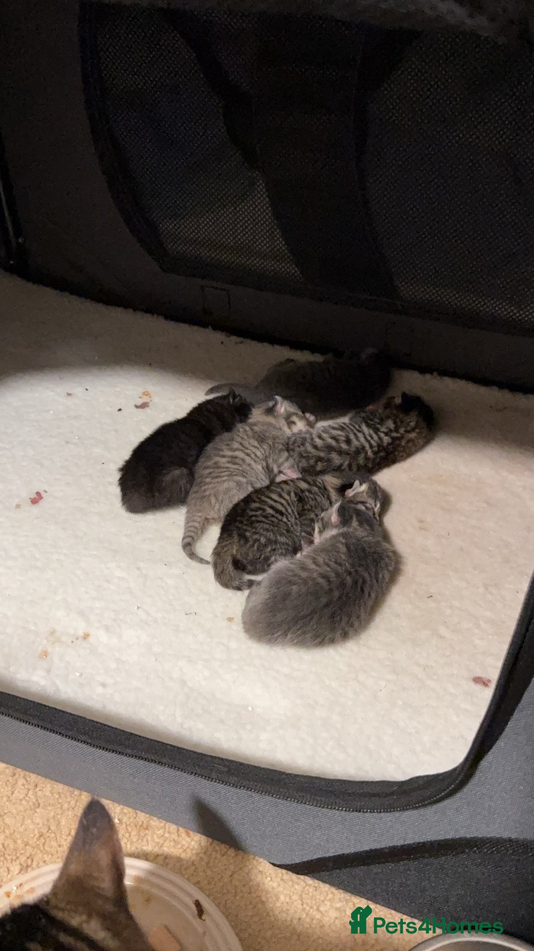 American Curl cats america curl max - Advert 13