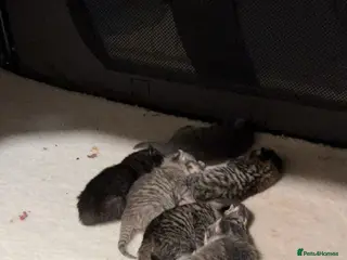 American Curl cats america curl max - Advert 13