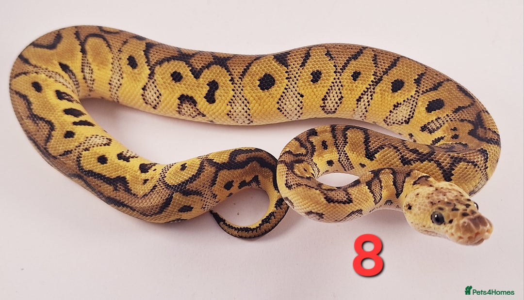 Python Snake reptiles for sale: Royal pythons Pastel Clowns - Image 2