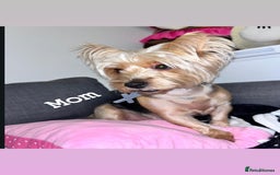 Yorkshire Terrier dogs for sale: Yorkshire terrier  - Image 2