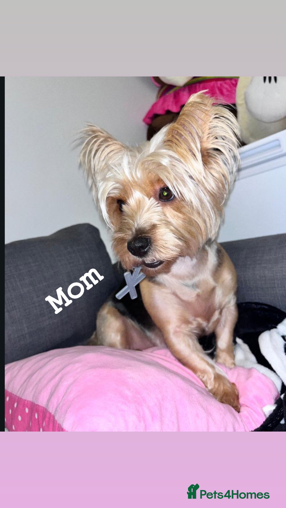 Yorkshire Terrier dogs for sale: Yorkshire terrier  - Image 2
