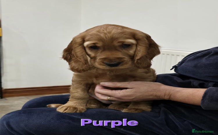 Cocker Spaniel dogs - Advert 2