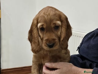 Cocker Spaniel dogs - Advert 25