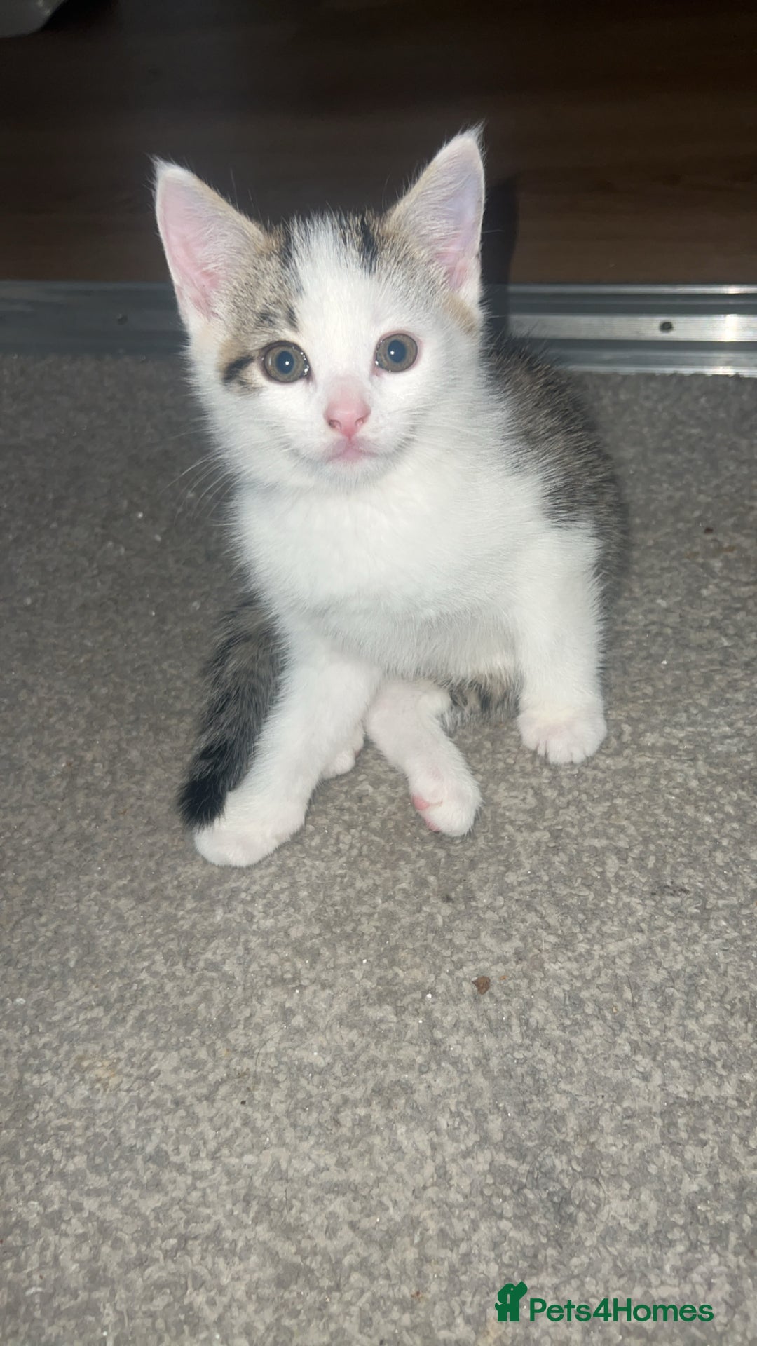 Mixed Breed cats for sale: Kittens  - Advert 19