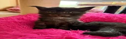Maine Coon cats for sale: Beautiful GCCF reg Maine coon kittens for sale  - Advert 11