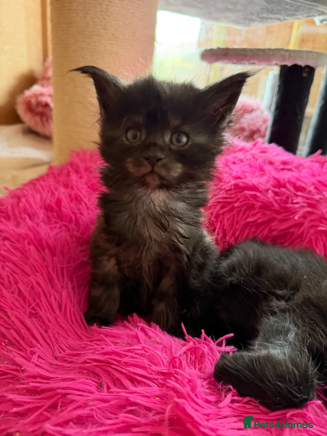 Maine Coon cats for sale: Beautiful GCCF reg Maine coon kittens for sale  - Advert 11