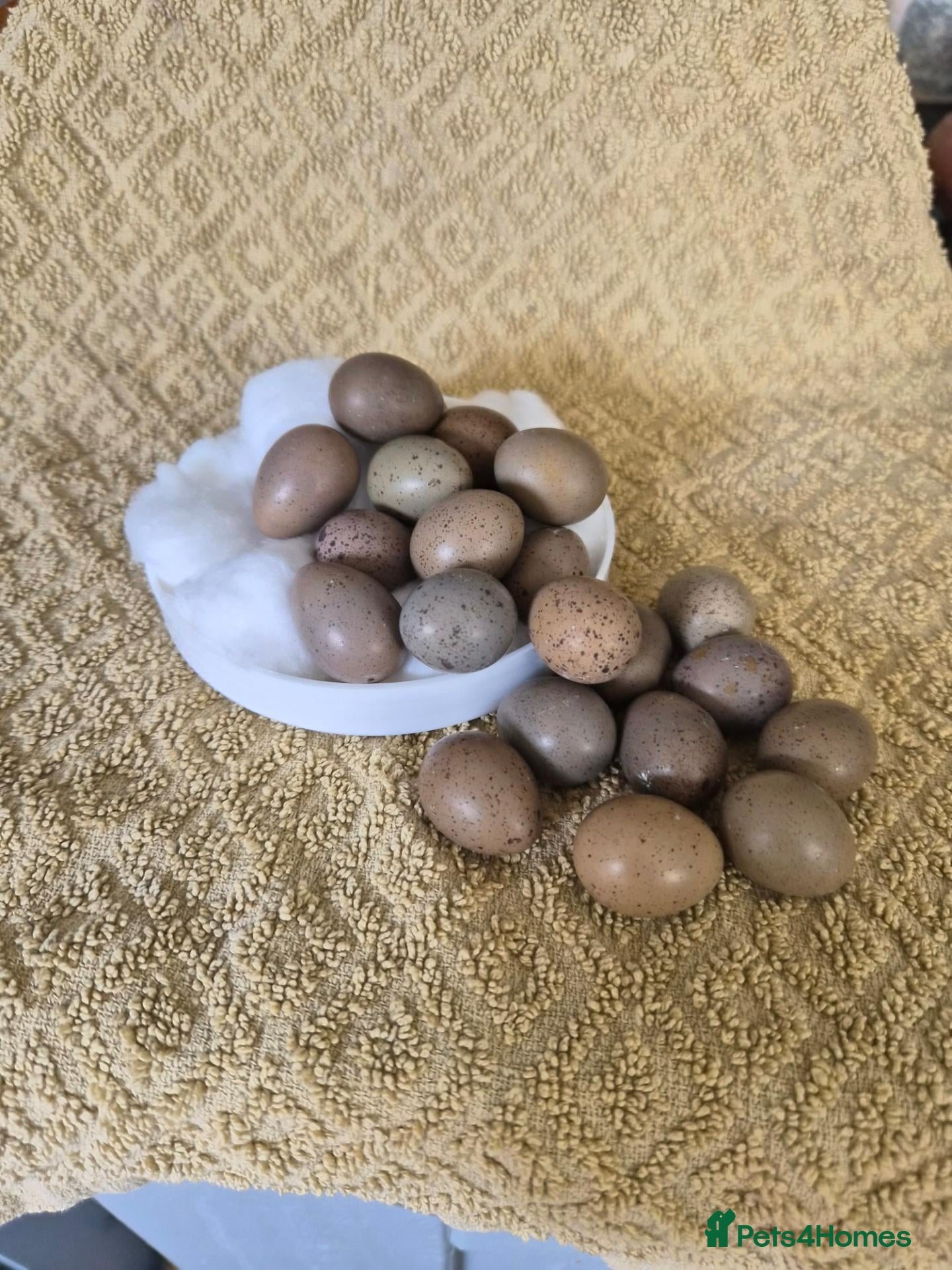Quail poultry Button quail hatching eggs for sale  - Advert 8
