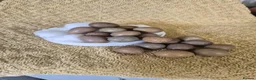 Quail poultry for sale: Button quail hatching eggs for sale  in Southport - Advert 1