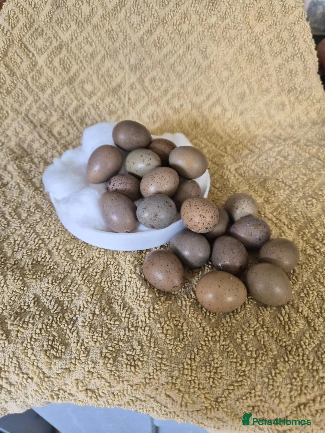 Quail poultry for sale: Button quail hatching eggs for sale  in Southport - Advert 1
