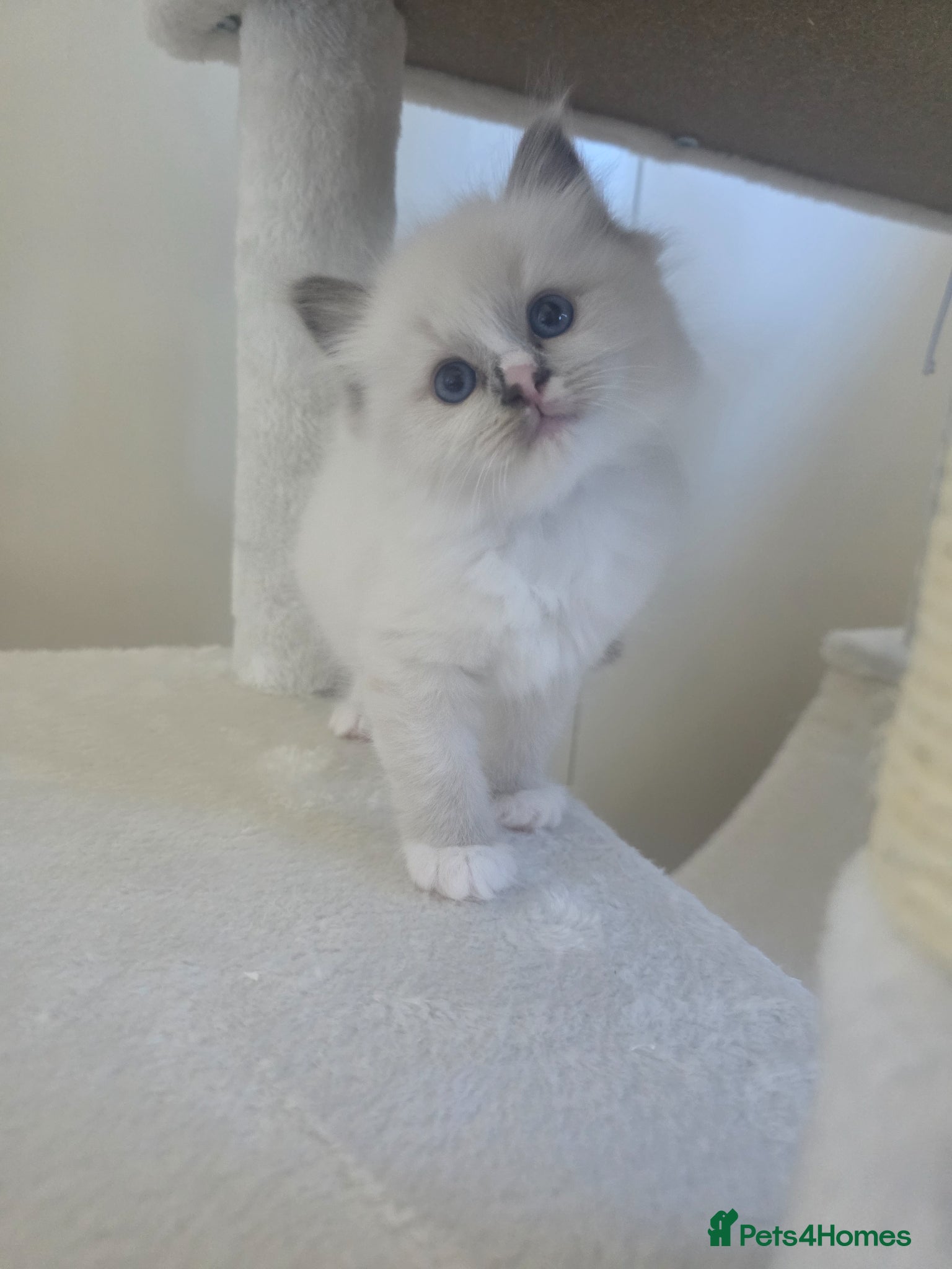 Ragdoll cats GCCF registered Ragdoll kittens  - Advert 2