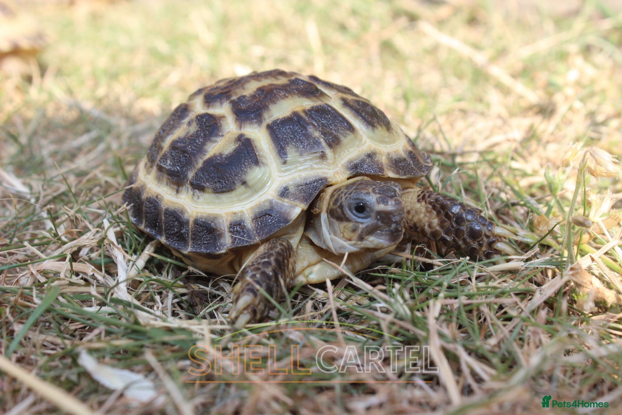Tortoise reptiles Horsfield’s, Hermanns and Sulcatas ready at XMAS - Advert 1