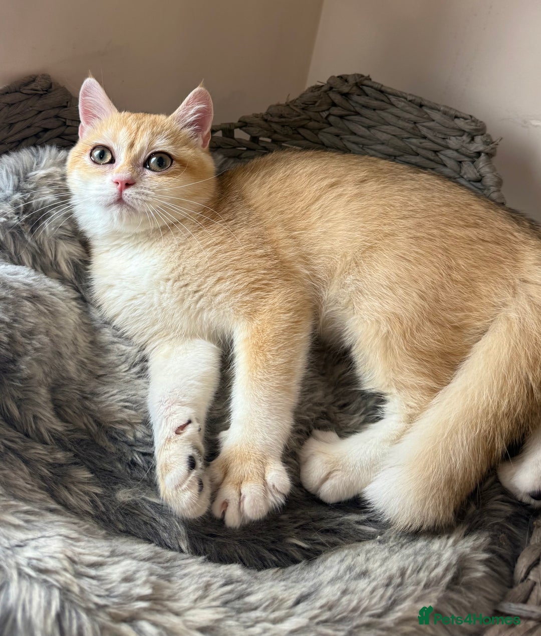 British Shorthair cats for sale: GCCF golden BSH ❤️ - Image 5