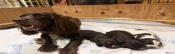 Sprocker dogs for sale: Sprocker puppies, 3/4 cocker  in Preston - Advert 1