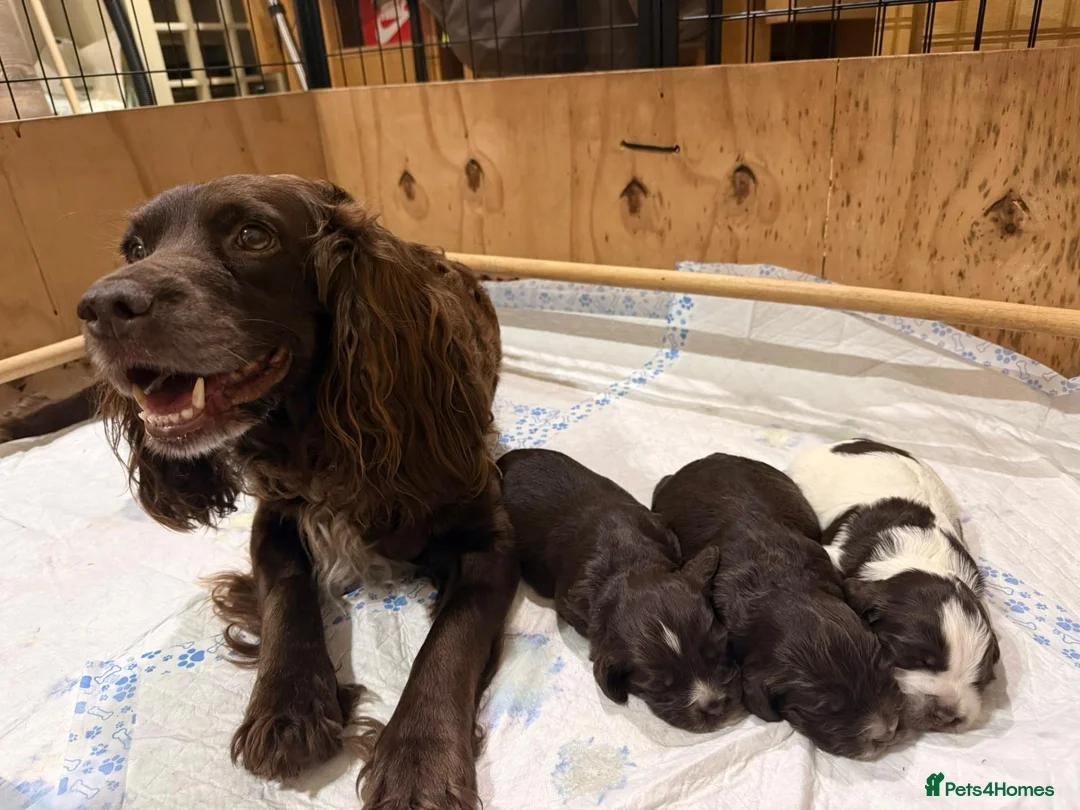Sprocker dogs for sale: Sprocker puppies, 3/4 cocker  in Preston - Advert 1